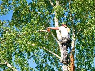 The Benefits of a Tree Service